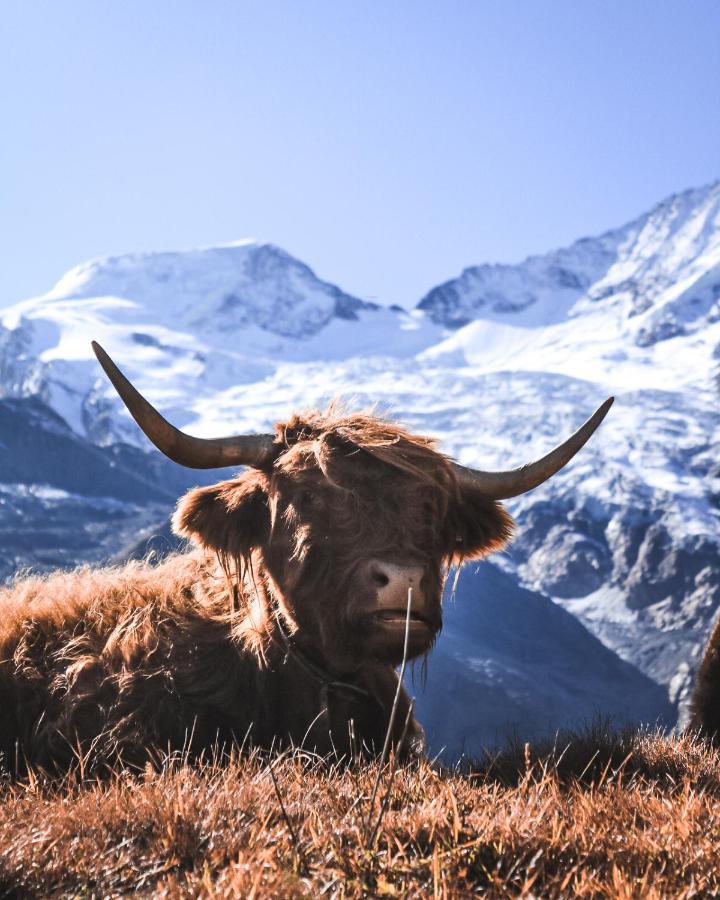 अपार्टमेंट Helvetia